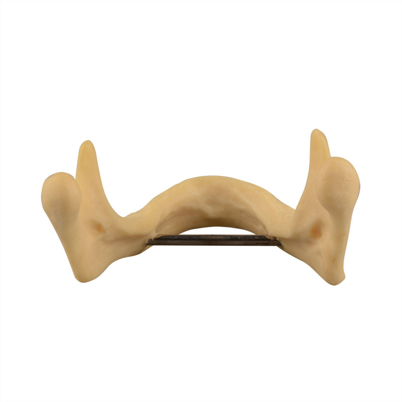 Drilling Practice Plain Mandible Implant Training Model