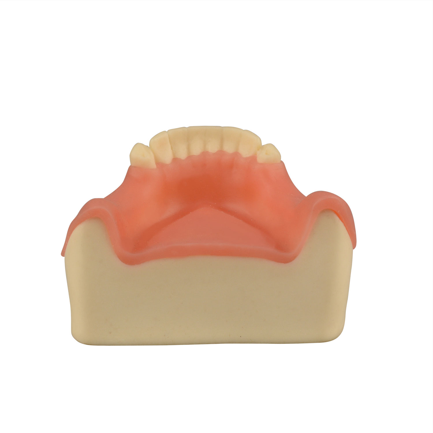 Dental Implant Training Lower Jaw Model