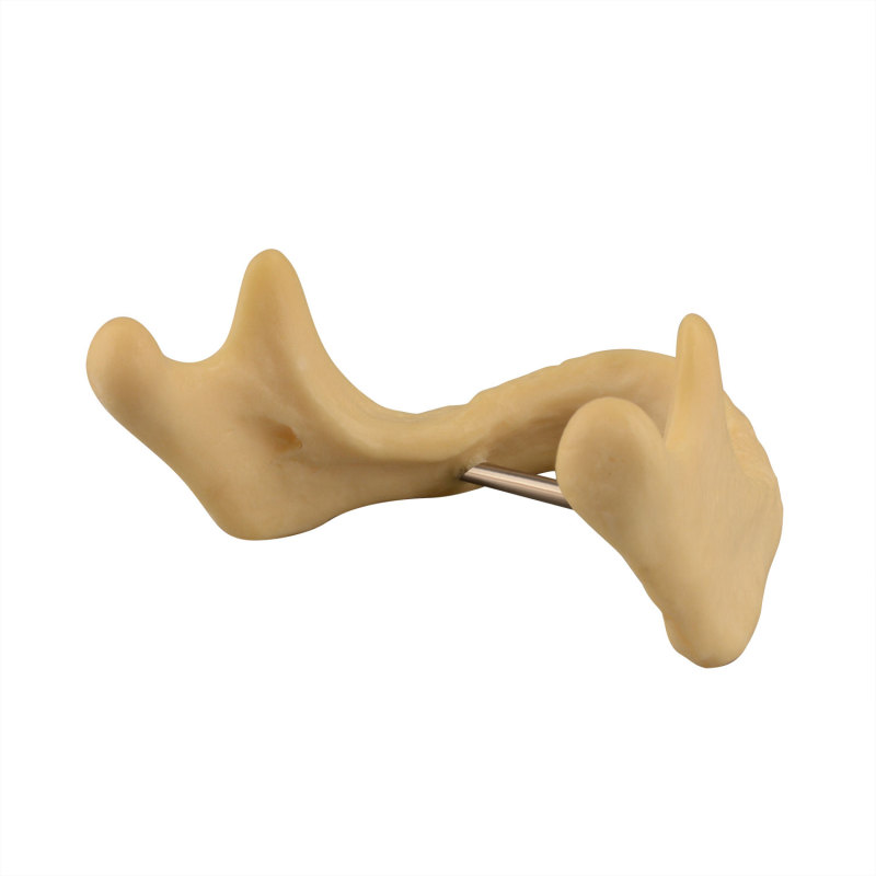 Drilling Practice Plain Mandible Implant Training Model