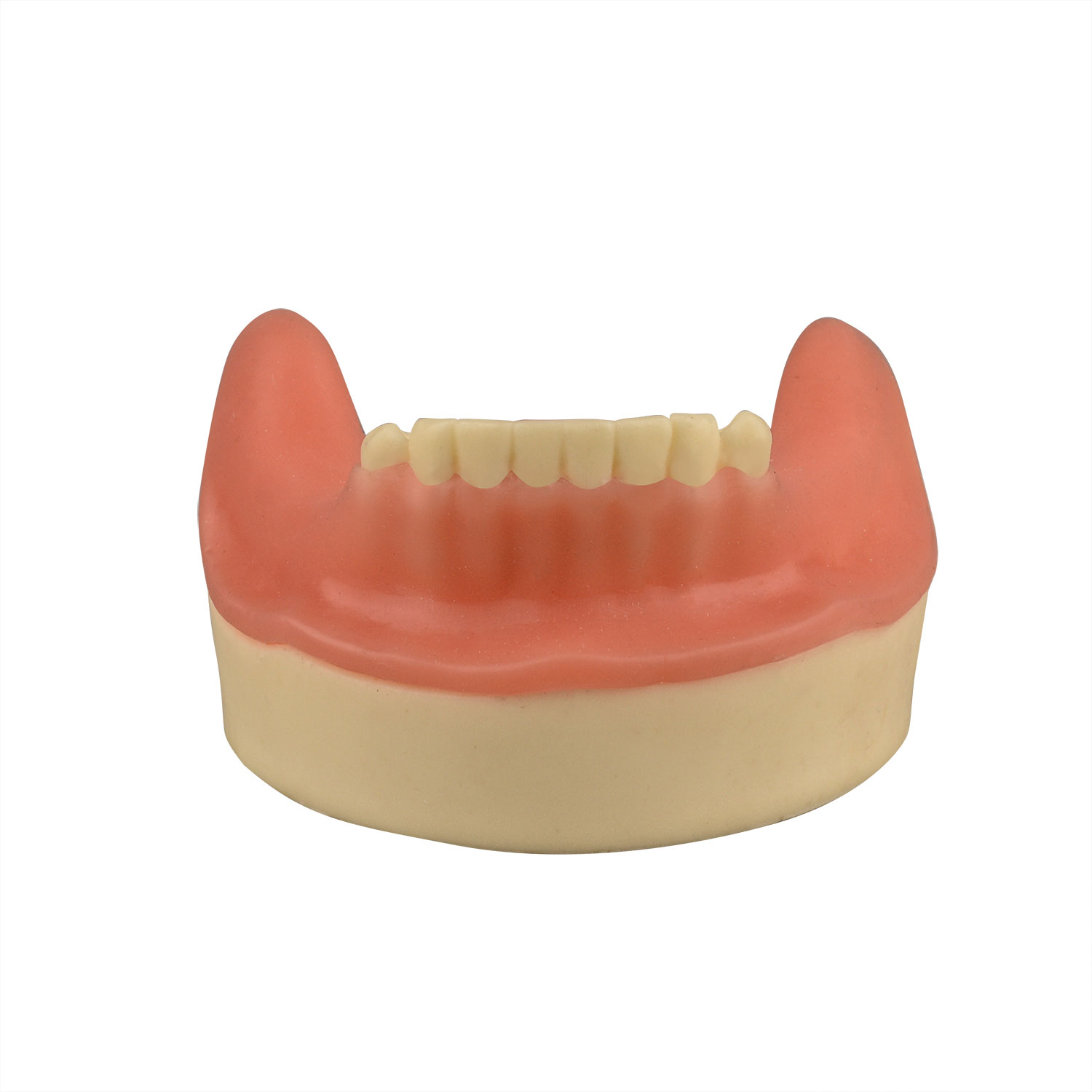 Dental Implant Training Lower Jaw Model