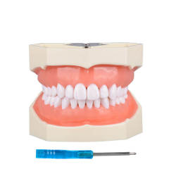 Dental Typodont Teeth Model - Study Cavity Preparation Practice, Detachable