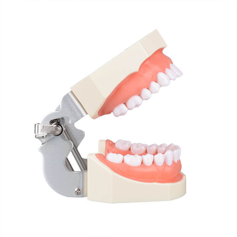 Dental Typodont Teeth Model - Study Cavity Preparation Practice, Detachable