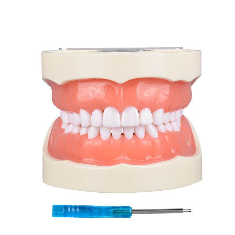 Dental Typodont Teeth Model - Study Cavity Preparation Practice, Detachable