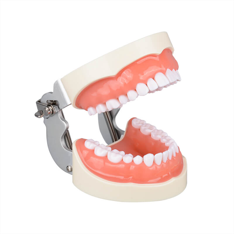 Dental Typodont Teeth Model - Study Cavity Preparation Practice, Detachable