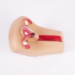 IUD Training Simulator for IUD Insertion Training