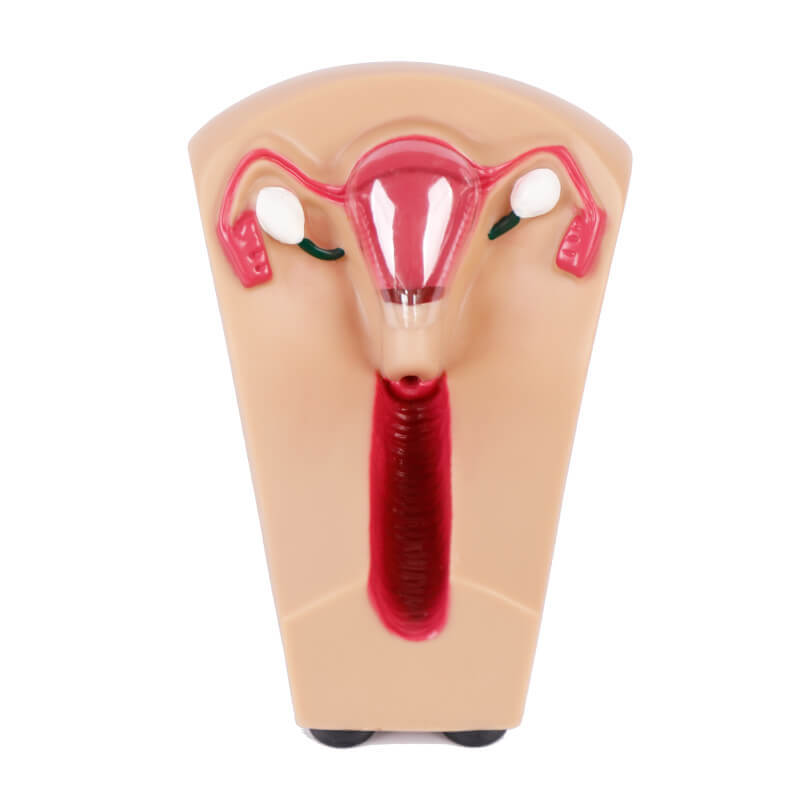 IUD Training Simulator for IUD Insertion Training