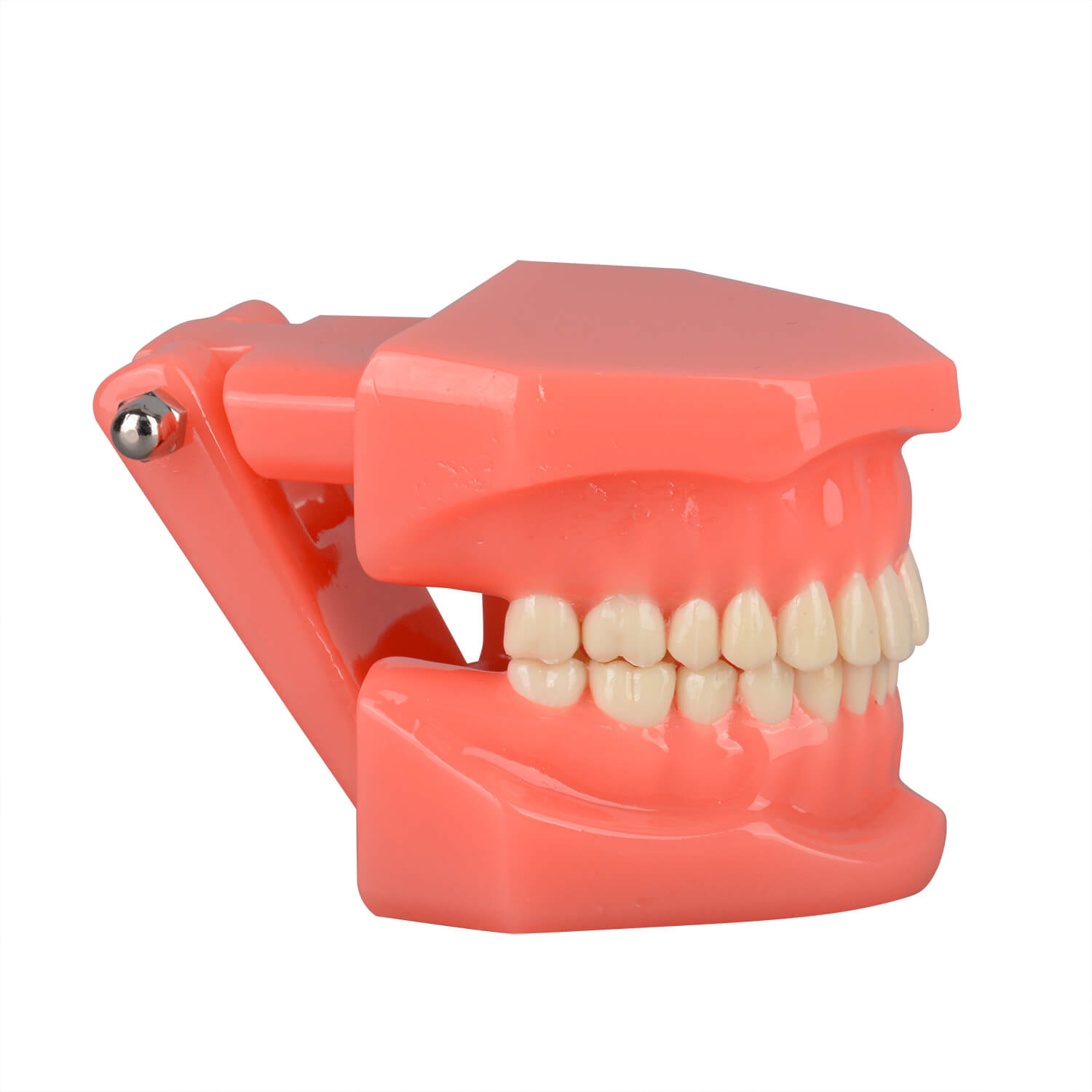 Tydodonts Orthontics Study Model for Dental Teaching and Demonstration