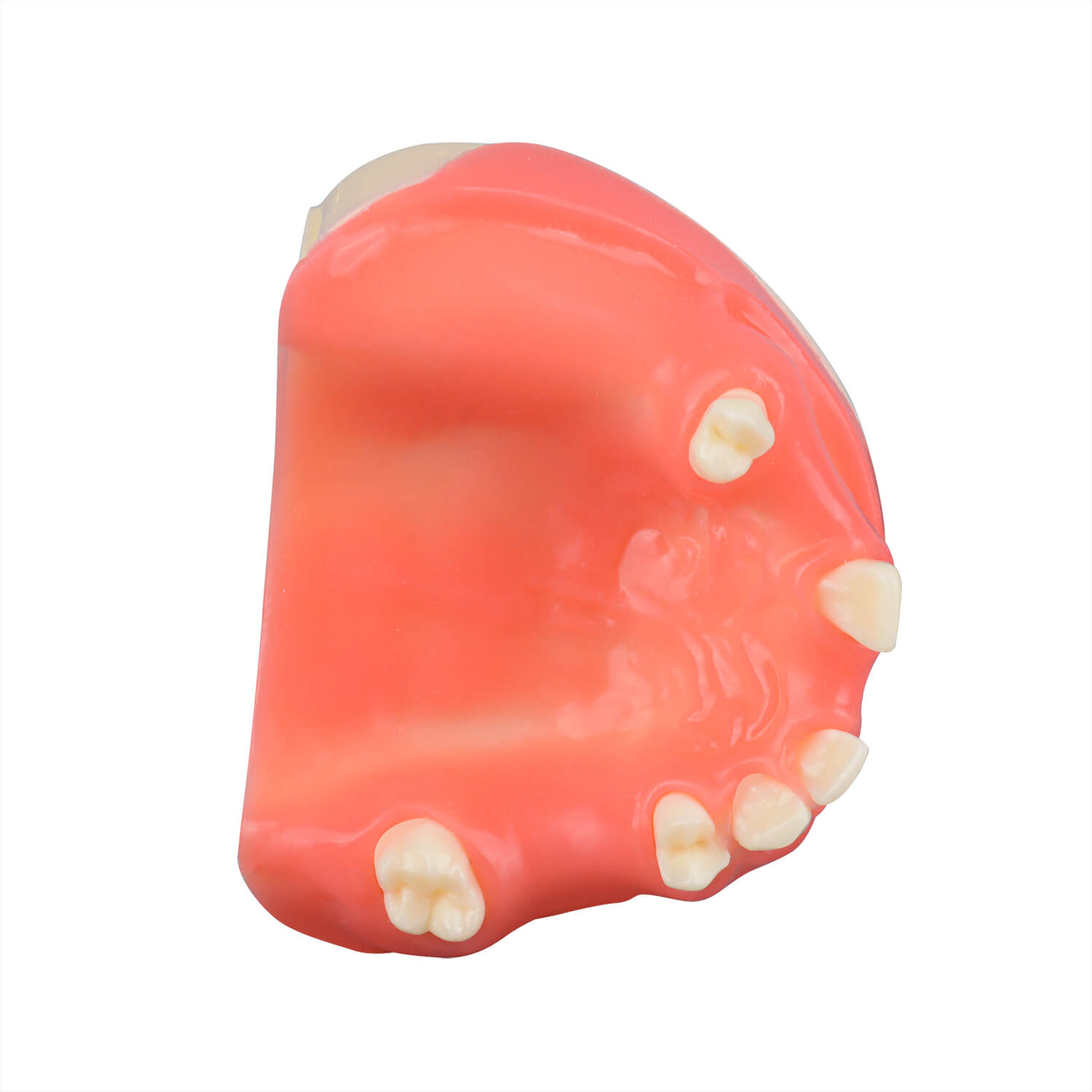 Orthognathic Surgery Maxillary Sinus Lift Training Model, Missing Teeth 12, 13, 15, 16, 17, 21, 25, 26