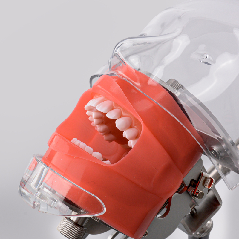 Advanced Dental Phantom Head for Students/Dentist Typodont Practice