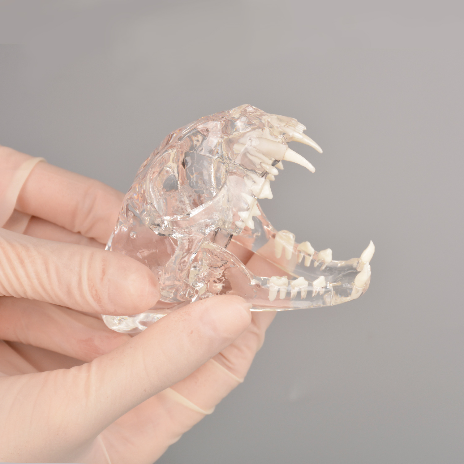 Feline Skull Dentoform Model w/ Radiopaque Teeth