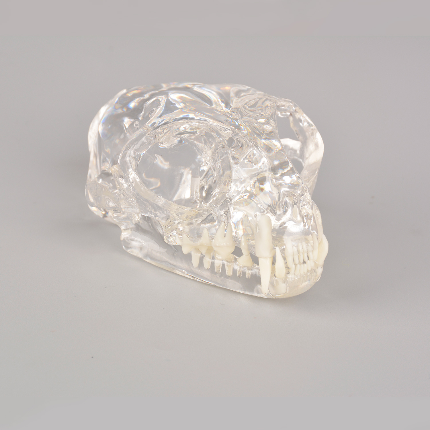 Feline Skull Dentoform Model w/ Radiopaque Teeth