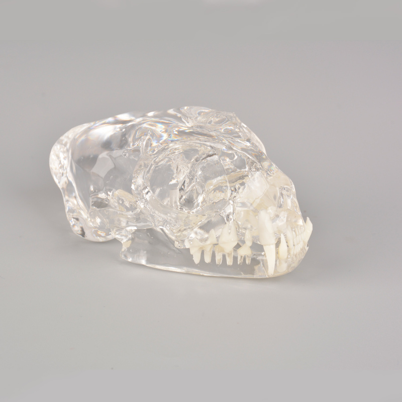 Feline Skull Dentoform Model w/ Radiopaque Teeth