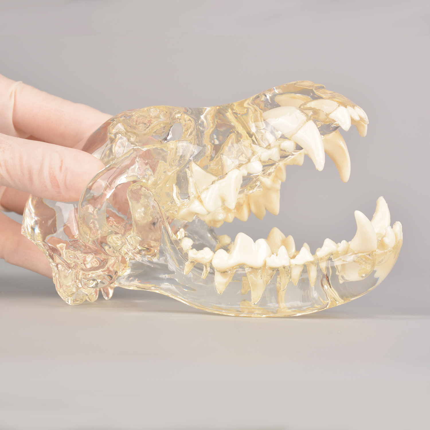 Canine Skull Dentoform Dental Model with Radiopaque Teeth