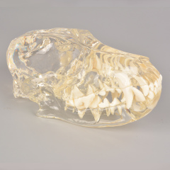 Canine Skull Dentoform Dental Model with Radiopaque Teeth