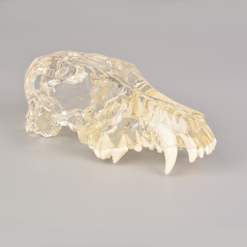 Canine Skull Dentoform Dental Model with Radiopaque Teeth