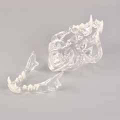 Feline Skull Dentoform Model w/ Radiopaque Teeth