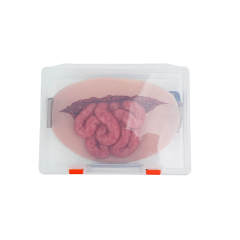 Wearable Abdominal Evisceration with Intestine Simulator