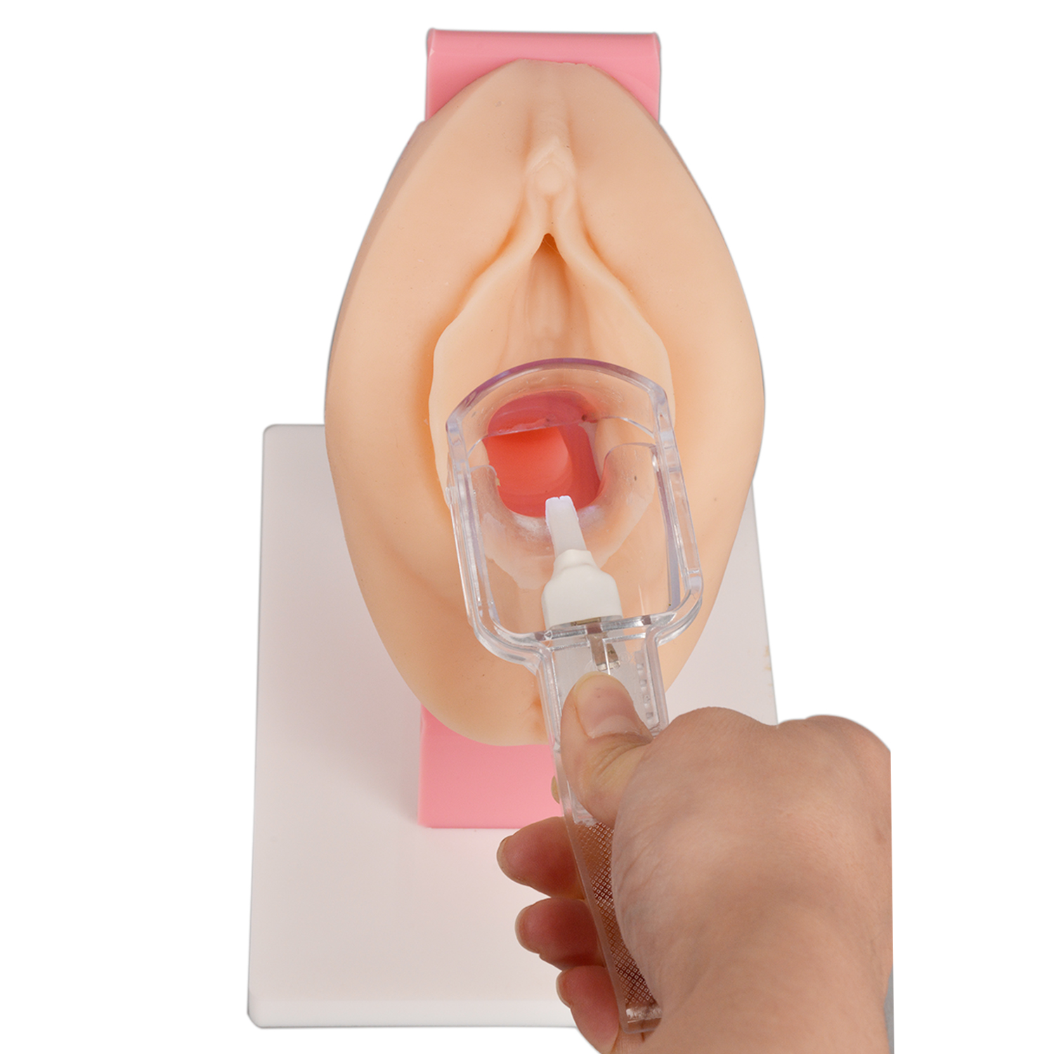 Gynecological Pelvic Speculum Exam Practice Health Model