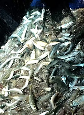 Fish Catch with SJ800-3D Fish Light