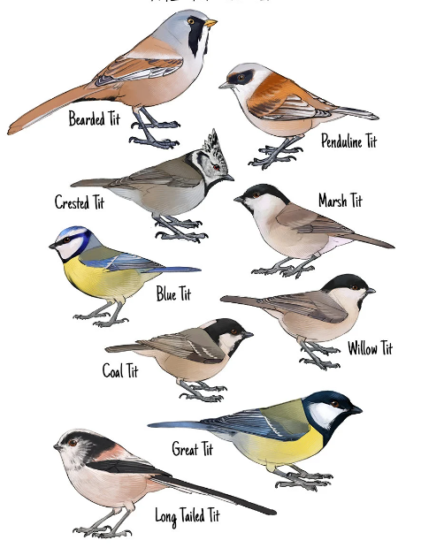 How to identify a bird with its shape, color, size, habitat, behavior