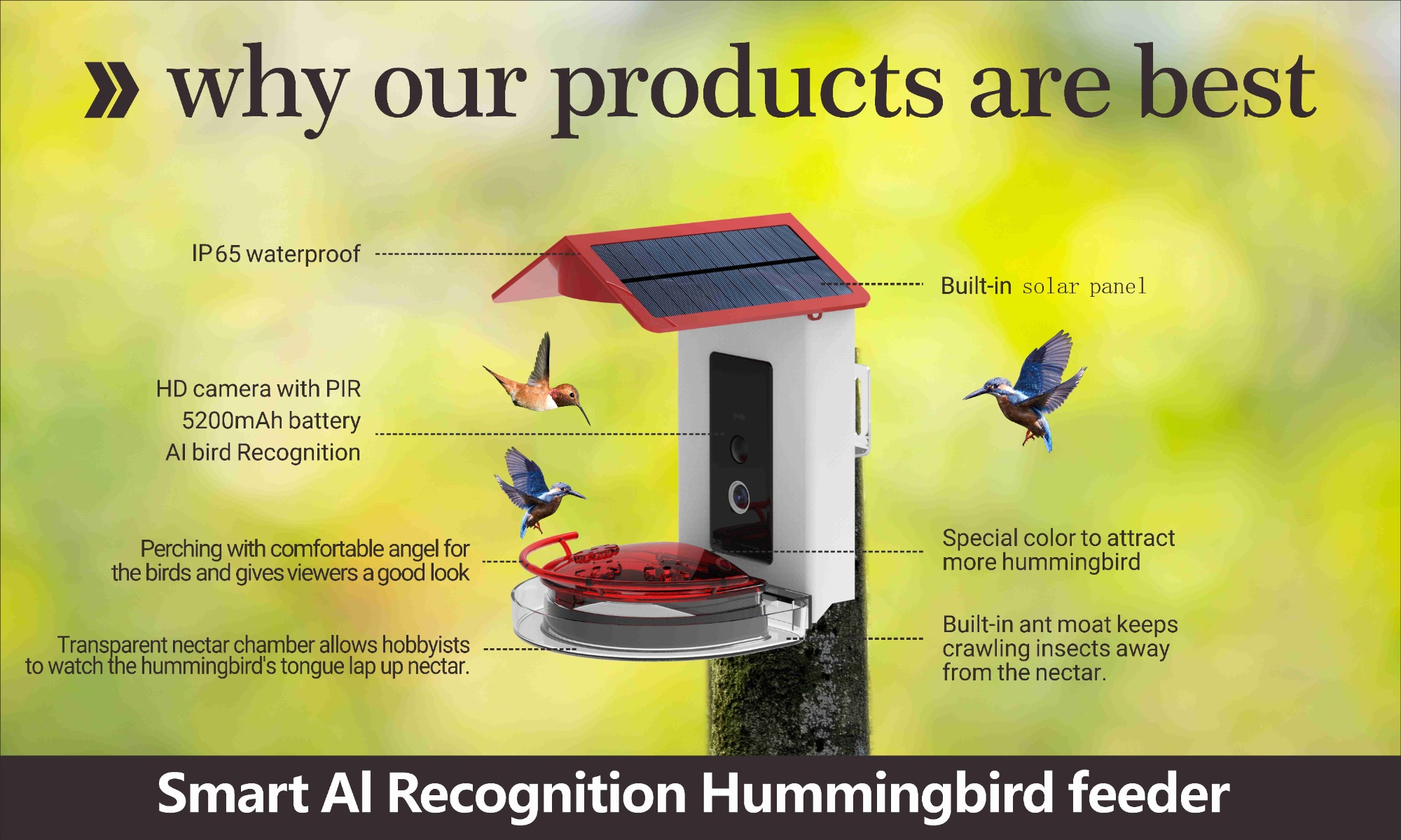 Hummingbird Feeder With Smart AI Camera