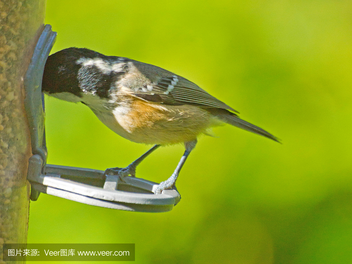 Find the food that attracts the birds