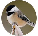 Chickadee