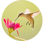 Hummingbird