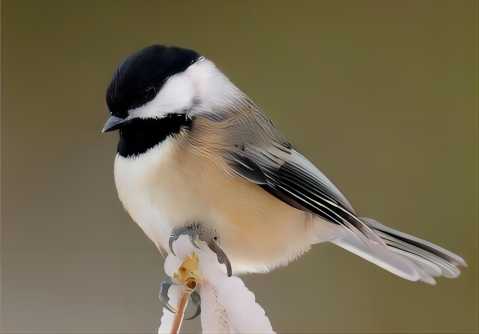 Comprehensive Overview of the Chickadee