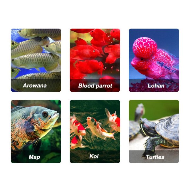 Tropical cichlid Turtle Flowerhorn Carnivore Fish Food Freeze Dried Shrimp Antartic Krill