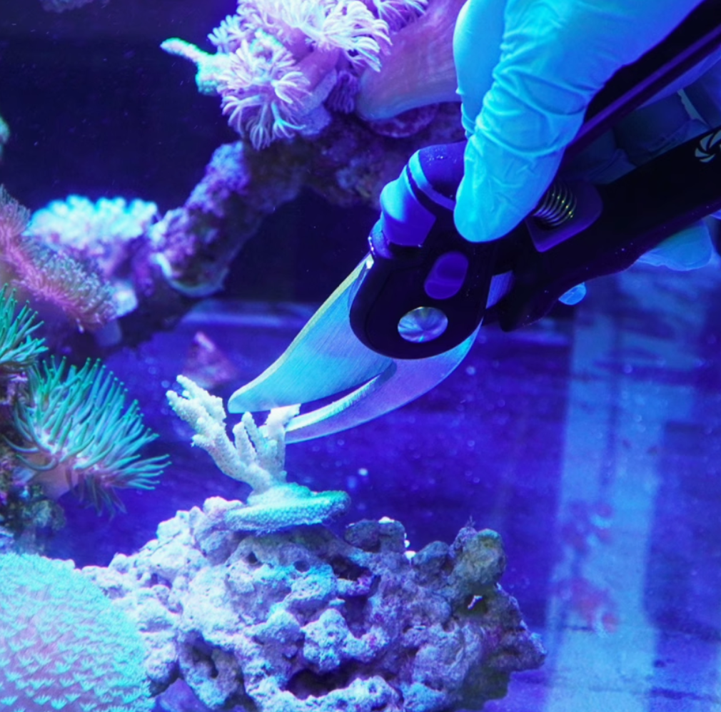 Aquarium Coral Pruner- Durable 3Cr13 Stainless Steel Scissor Hard Chrome Finish Comfortable Grip for Precision Cutting