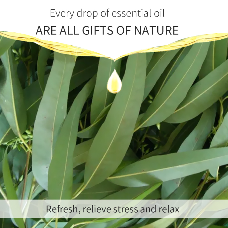 Eucalyptus Promotes Feelings Of Relaxation Boosts Energy & Mental Clarity Aromatherapy Essential Oil