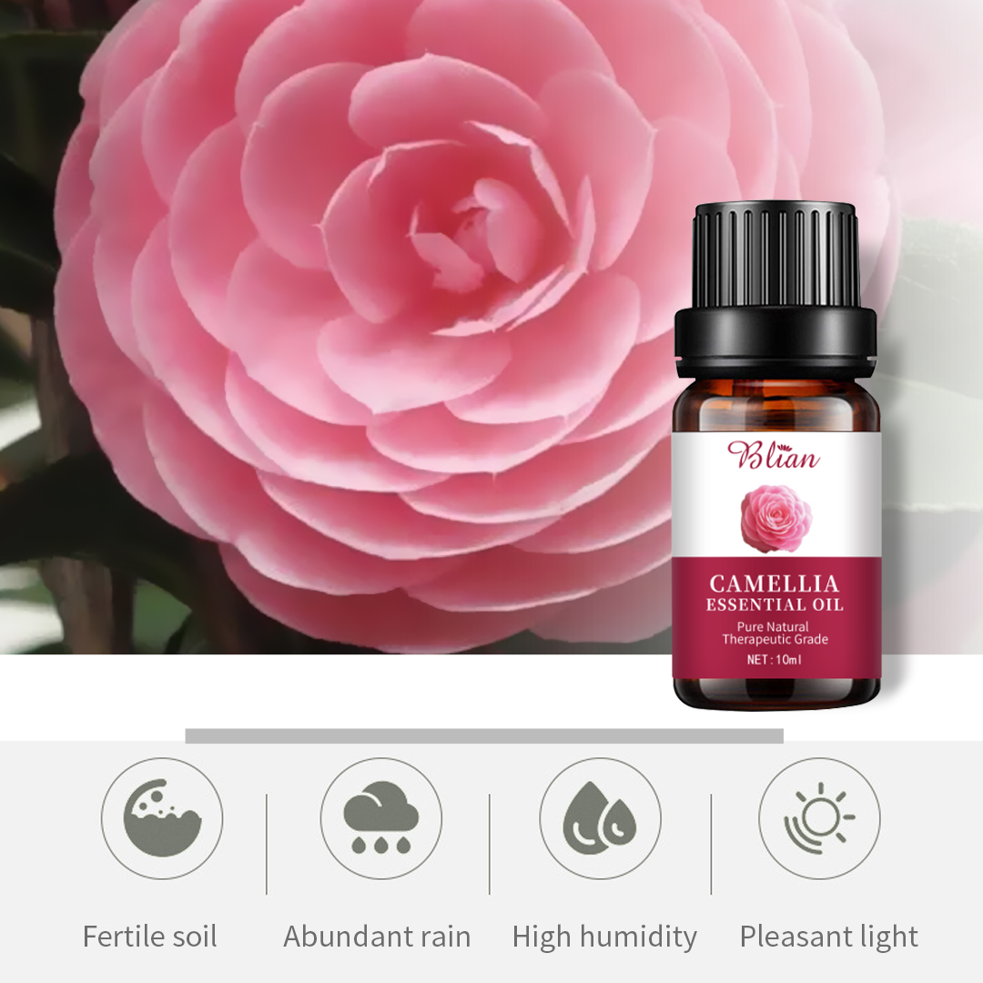"Camellia Soothing Moisturizes Anti-Wrinkle Repair Massage Essential Oil"
