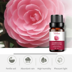 "Camellia Soothing Moisturizes Anti-Wrinkle Repair Massage Essential Oil"