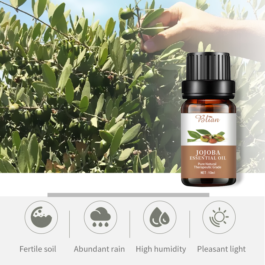 "Jojoba Moisture Hydrated Smooth Massage Essential Oil"