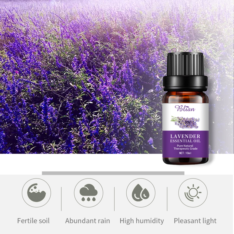 Lavender Refreshed Calm Relaxes Massage Essential Oil