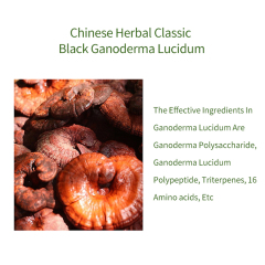 Reishi Extract Facial Skin Care Set