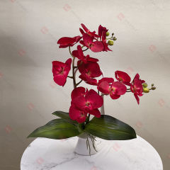 Christmas Phalaenopsis