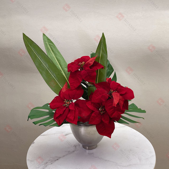 Christmas Poinsettia