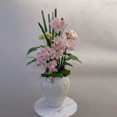 Christmas Phalaenopsis