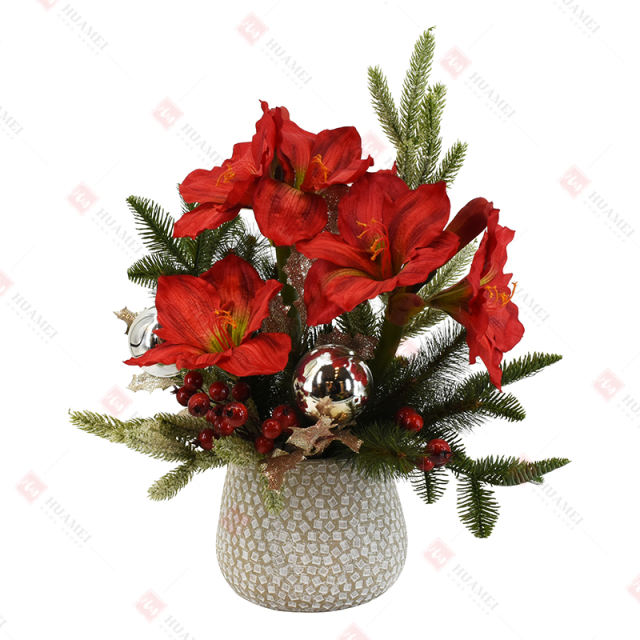 Clivia with silver ceramic Pot Christmas