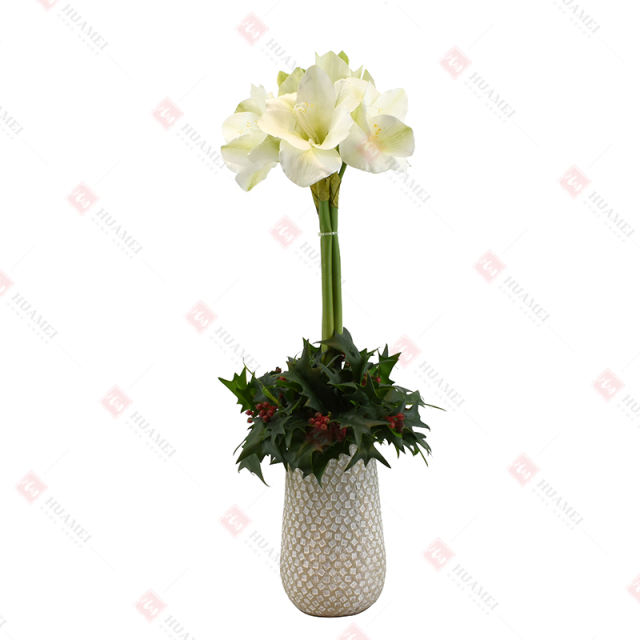 6pcs Narcissus with  ceramic pot Christmas