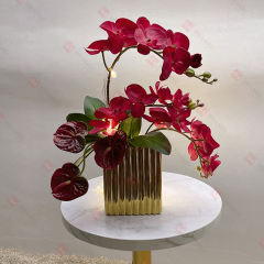 Christmas Phalaenopsis