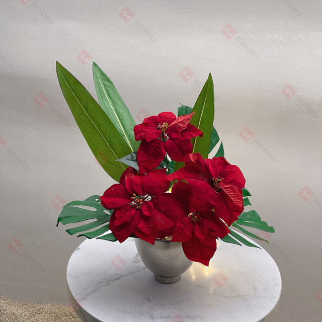 Christmas Poinsettia