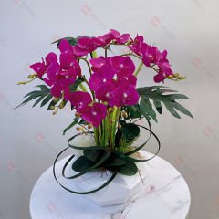 Christmas Phalaenopsis