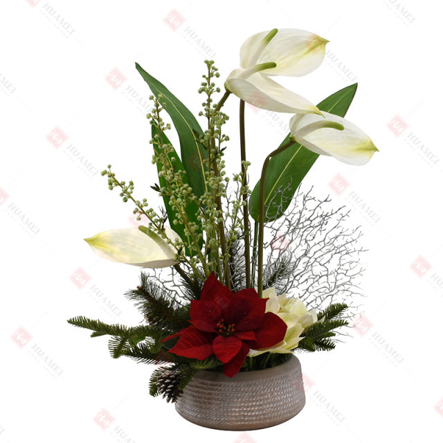 Poinsettia and Anthurium  with ceramic pot Christmas