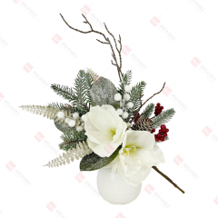 Christmas white Clivia