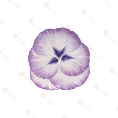 DOLOMITE PANSY PLATE