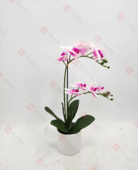 Spring Flowers