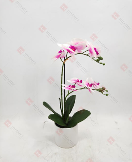 Spring Flowers